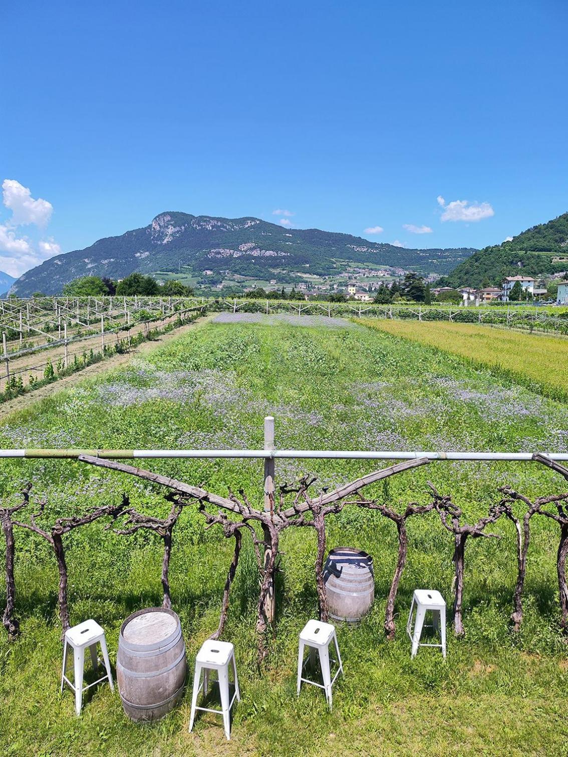 8 Grappoli Agritur Trento Exterior foto